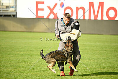 Orphee des Orckis de l`Adret